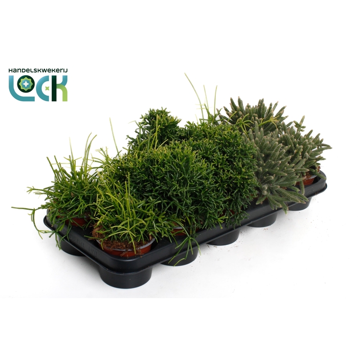 <h4>RHIPSALIS GEM</h4>