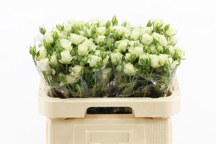 <h4>R Tr Snowflake</h4>