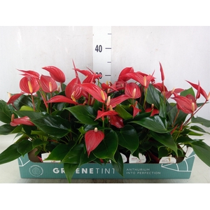 Anthurium  'Banderola Roja'
