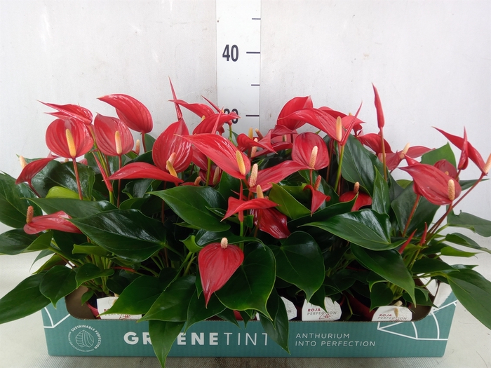 <h4>Anthurium  'Banderola Roja'</h4>