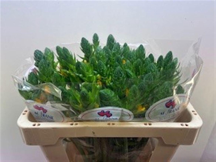 <h4>ORNIT DB GOLD STAR</h4>