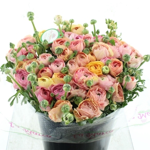 Ran Su Sr Mix Pastel Super