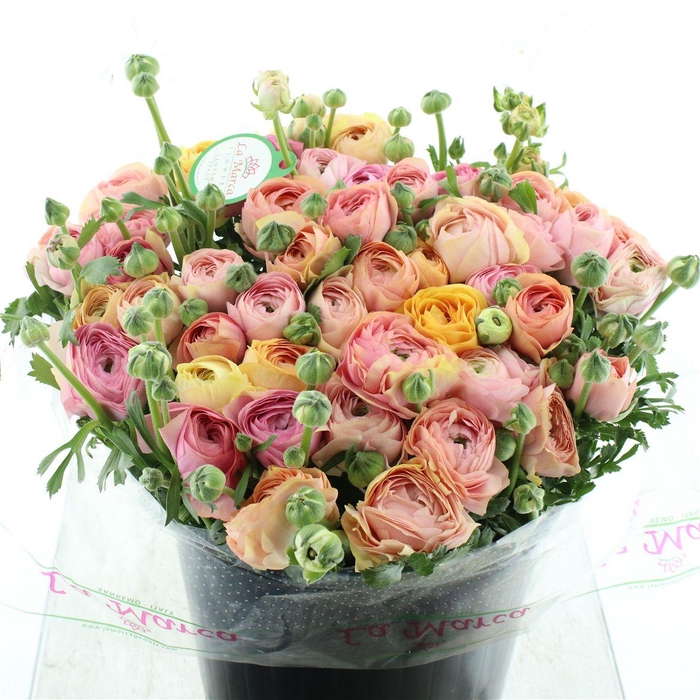 <h4>Ran Su Sr Mix Pastel Super</h4>