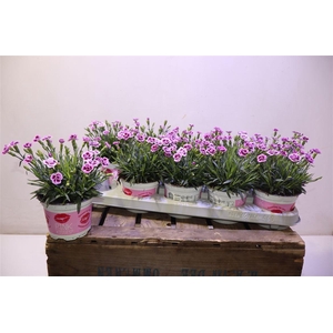 Dianthus Pink Kisses