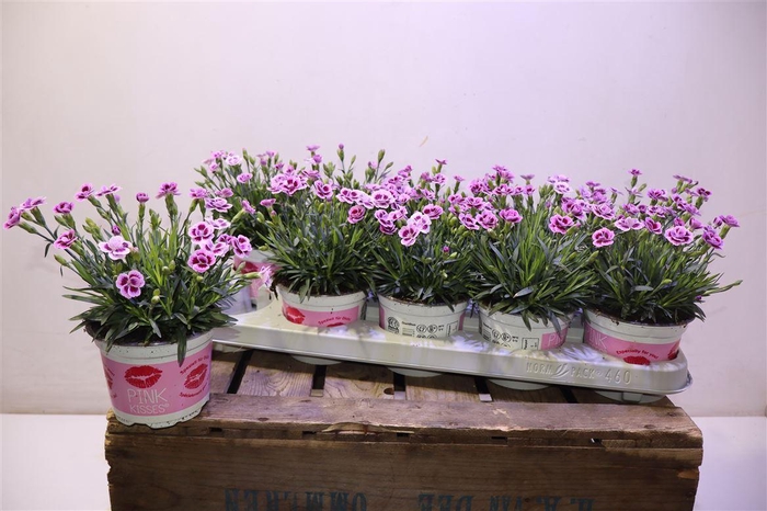 <h4>Dianthus Pink Kisses</h4>