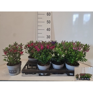HEBE ALL BLOOMS GEM