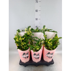 Dendrobium nob.   ...mix