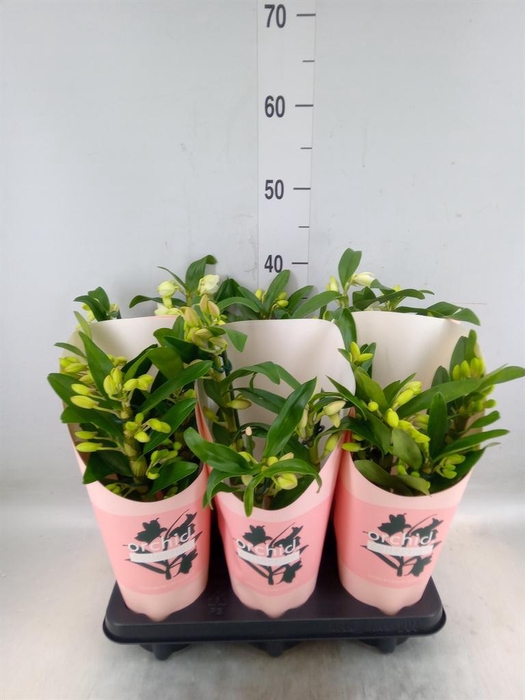 <h4>Dendrobium nob.   ...mix</h4>