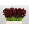 Kangaroo Paw Bush Ruby