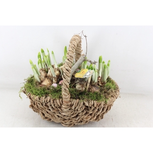 arr4 Narcis PL - Tasmand x4