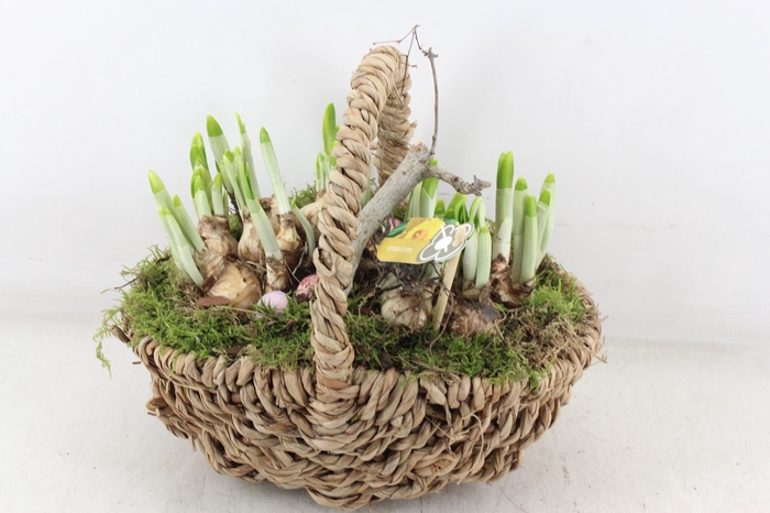 <h4>arr4 Narcis PL - Tasmand x4</h4>