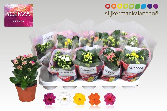 <h4>KAL GE GEM 5 KL</h4>