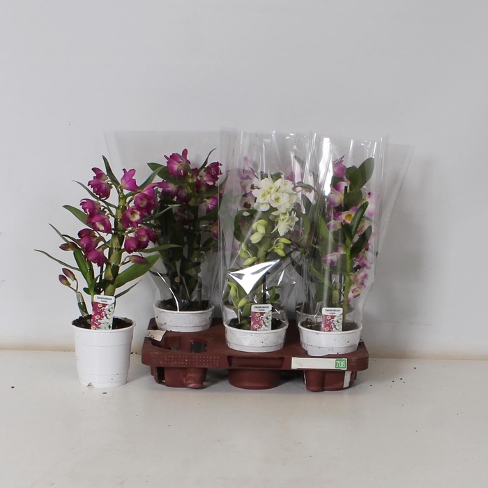 <h4>DENDR N GEM</h4>