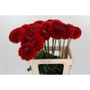 Dahlia Red Flag