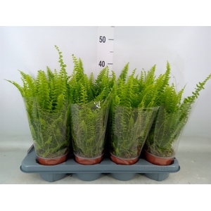 Nephrolepis exal. 'Green Lady'