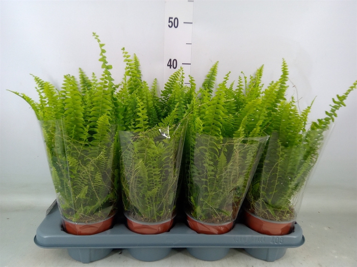 <h4>Nephrolepis exal. 'Green Lady'</h4>