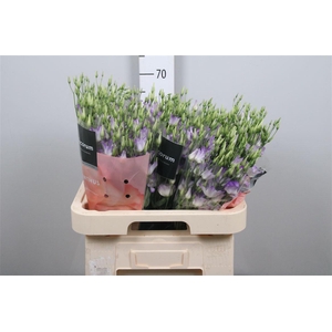 Eus E Botanic Lavender Mist