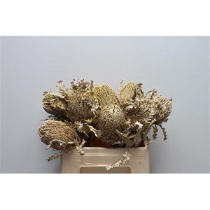 Banksia Speciosa Dried White Washed
