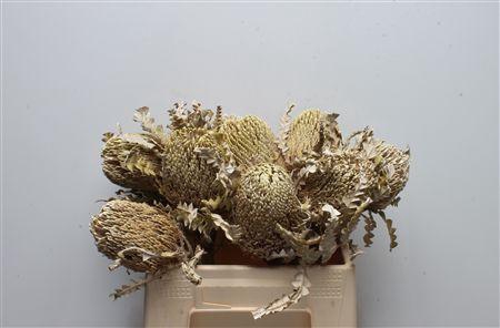 <h4>Banksia Speciosa Dried White Washed</h4>