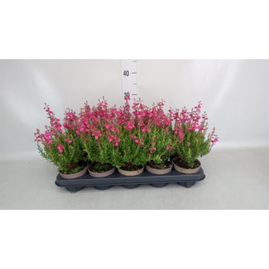 Daboecia cantabrica 'Waleys Red'