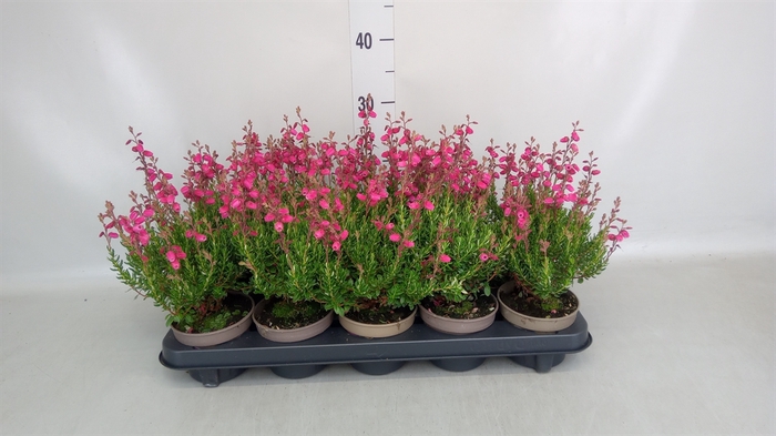 <h4>Daboecia cantabrica 'Waleys Red'</h4>