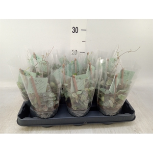 Ceropegia woodii ssp. woodii