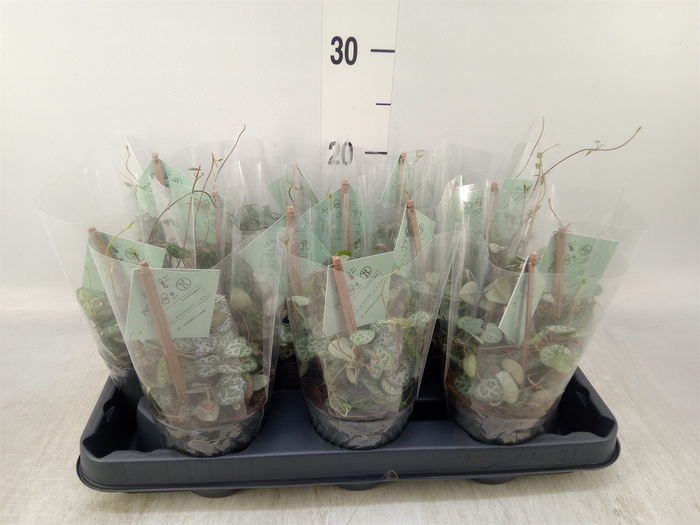 <h4>Ceropegia woodii ssp. woodii</h4>