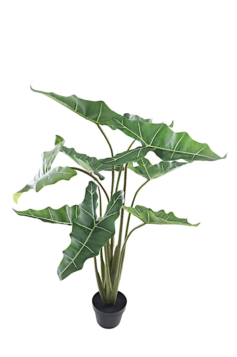 <h4>ALOCASIA POT PP550033GRN 120CM</h4>