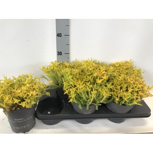 SEDUM SEXANGULARE