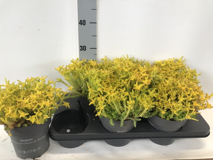 SEDUM SEXANGULARE