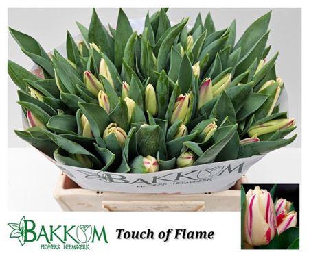 Tu En Touch Of Flame Smelled