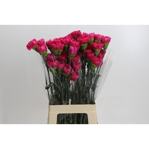 Dianthus St Bizet