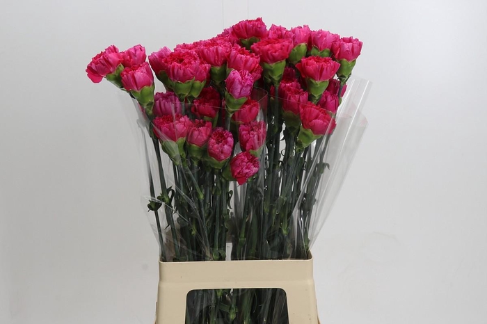 <h4>Dianthus St Bizet</h4>