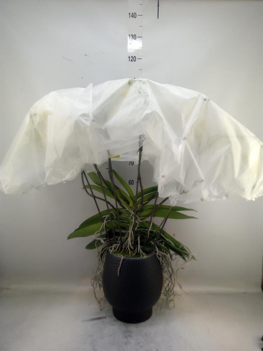 <h4>Phalaenopsis   ...white</h4>