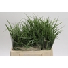 Fritillaria Meleagris