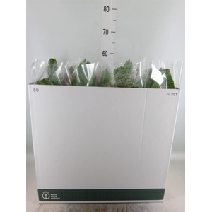 Aechmea fasciata 'Primera'