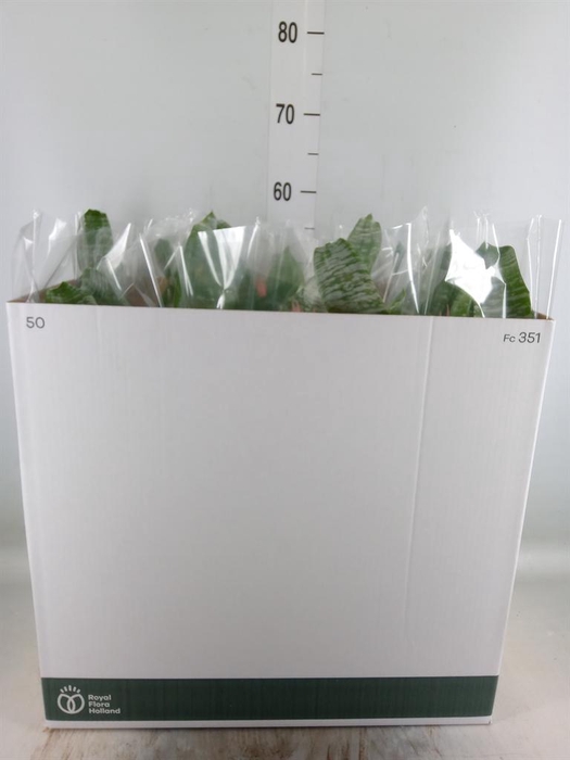 <h4>Aechmea fasciata 'Primera'</h4>