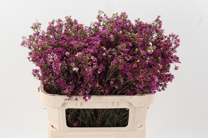 <h4>Chame Ninas Delight</h4>