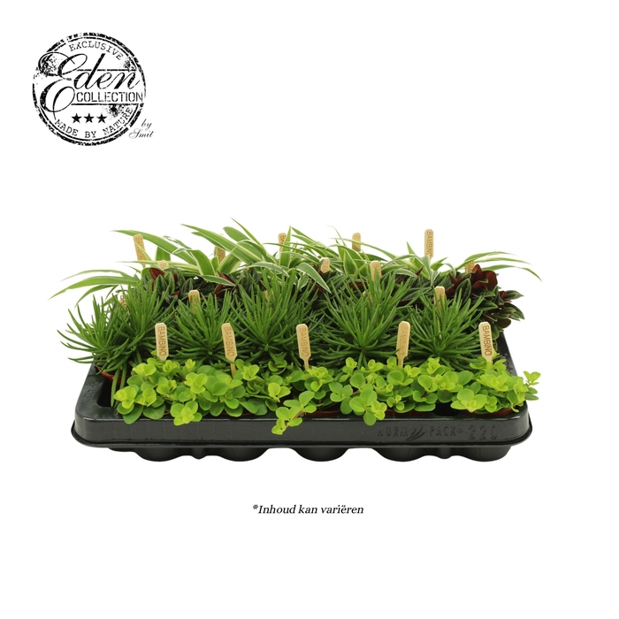 <h4>Gemengde tray 5,5cm ''eden-mix" A+</h4>