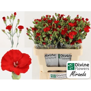 Dianthus TR 'Solandis Heartfly'