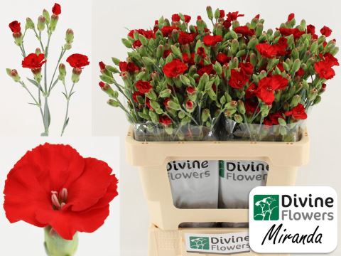 <h4>Dianthus TR 'Solandis Heartfly'</h4>