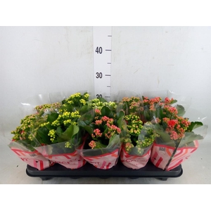 Kalanchoe blos.   ..rosebud mix  5