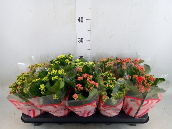 <h4>Kalanchoe blos.   ..rosebud mix  5</h4>