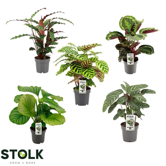 <h4>Calathea 14cm 3 soorten mix</h4>