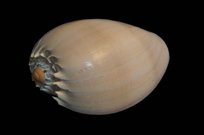 <h4>"Schelp melo diadema 6""-7"" nat."</h4>