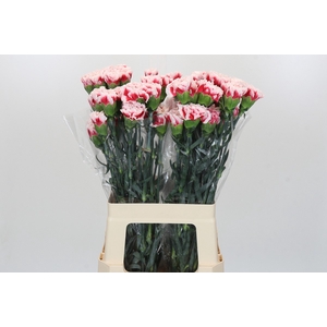 Dianthus St Safari