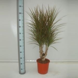 Dracaena marg. 'Bicolor'