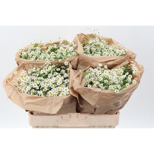 Tana Pa Single Vegmo