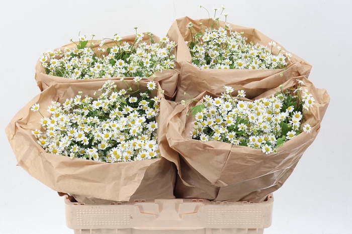 <h4>Tana Pa Single Vegmo</h4>