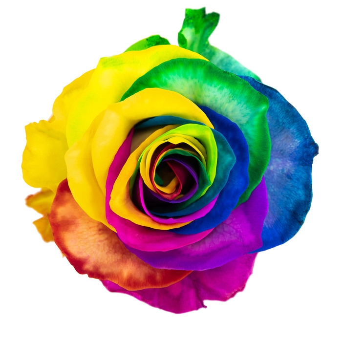 <h4>Rosa ec paint magic rainbow</h4>